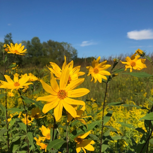 Meet your Posher, Nicole - Picture 1 of 1